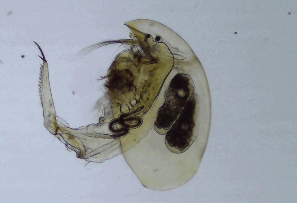 Camptocercus_rectirostris-20.jpg