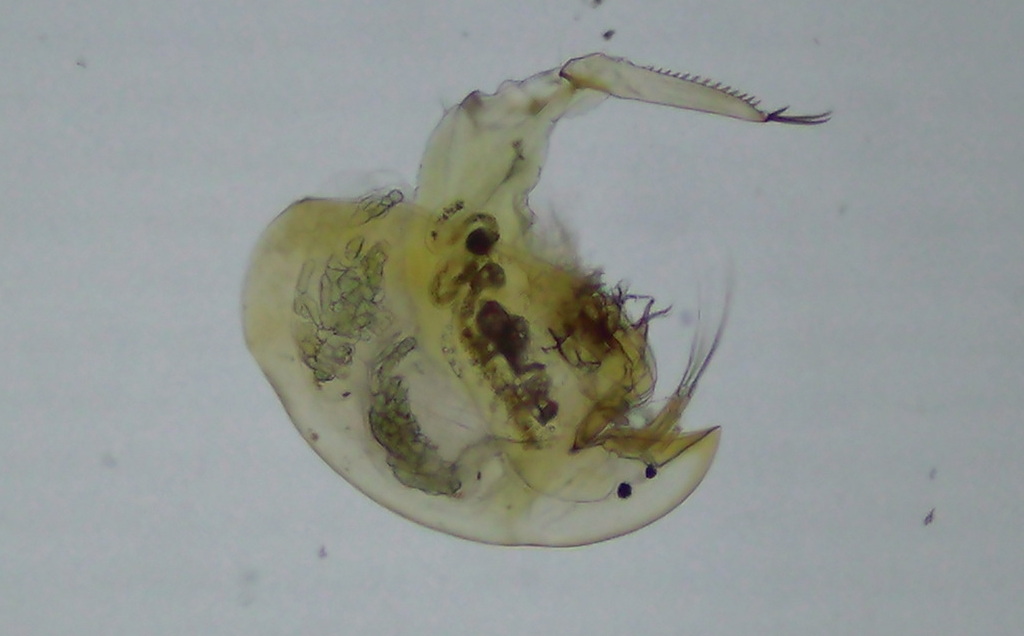 Camptocercus_rectirostris-21.jpg