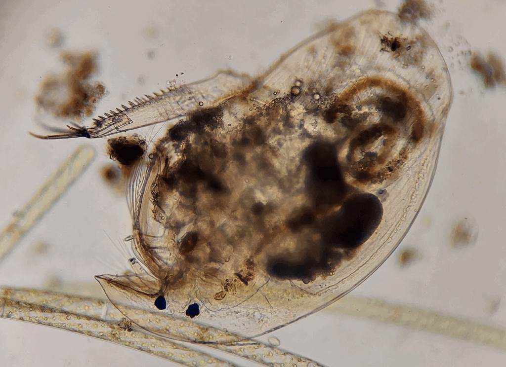 Camptocercus_rectirostris-22.jpg