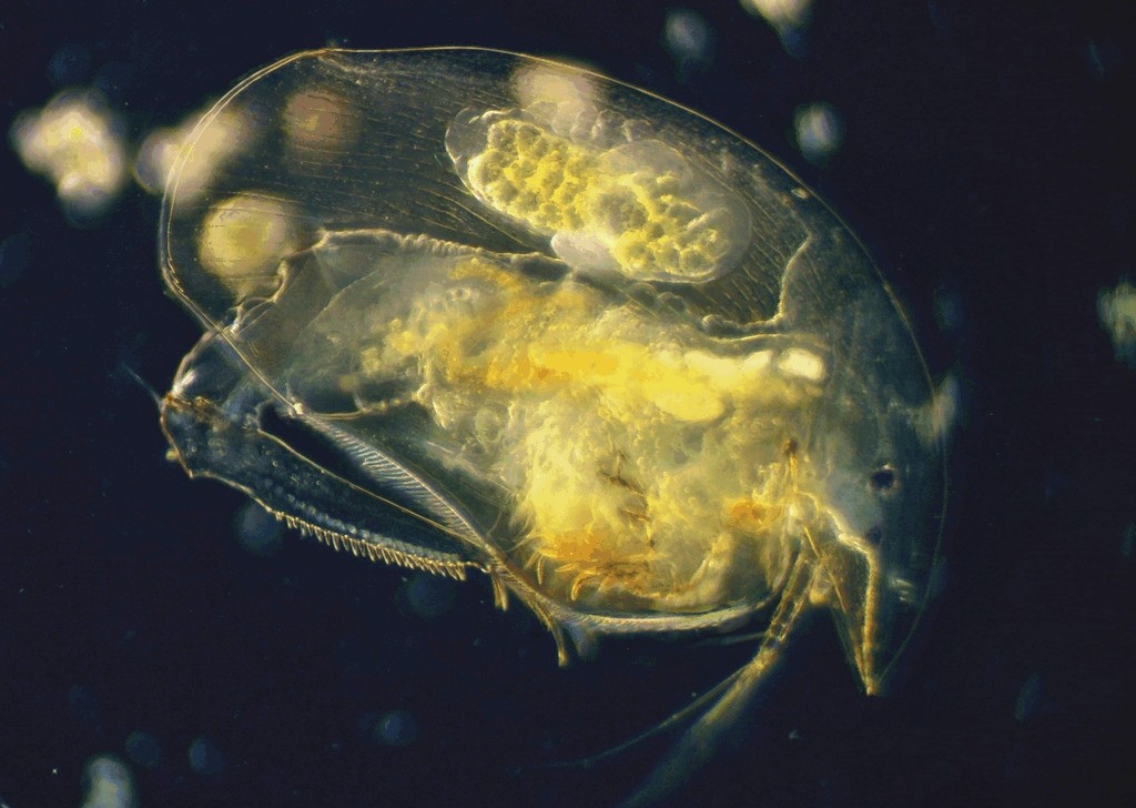 Camptocercus_rectirostris-24.jpg