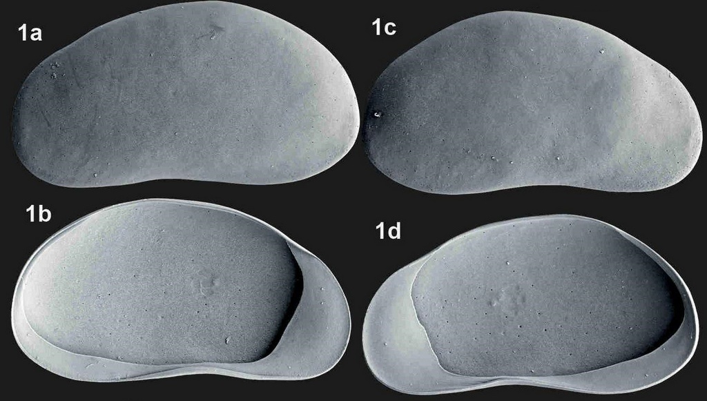 Candonopsis_kingsleii_R.jpg