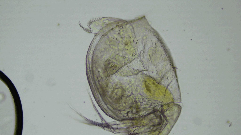 Ceriodaphnia_dubia-10.jpg