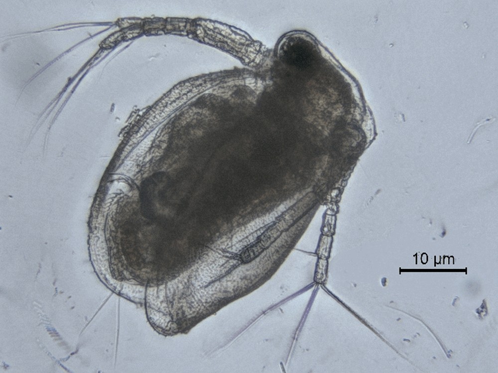 Ceriodaphnia_dubia-11.jpg