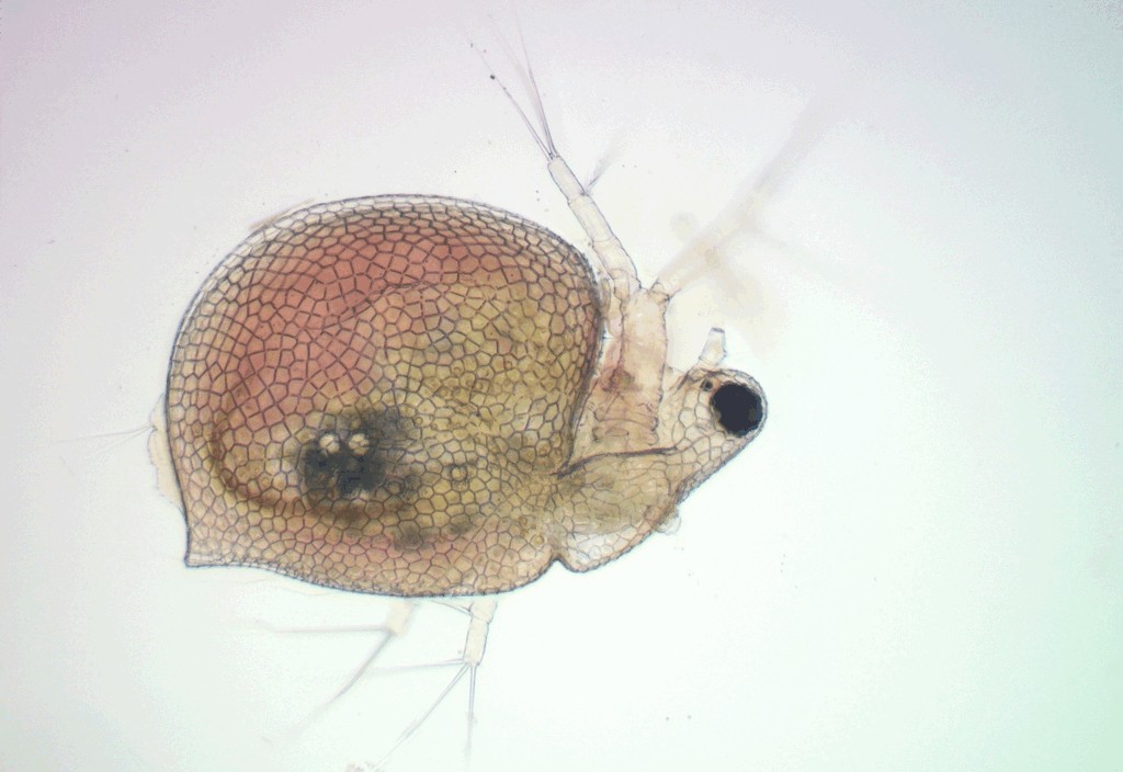 Ceriodaphnia_laticaudata-12.jpg