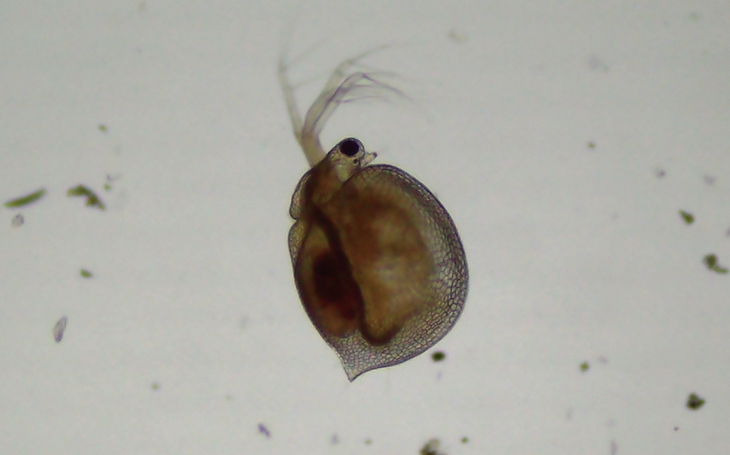 Ceriodaphnia_laticaudata-13.jpg