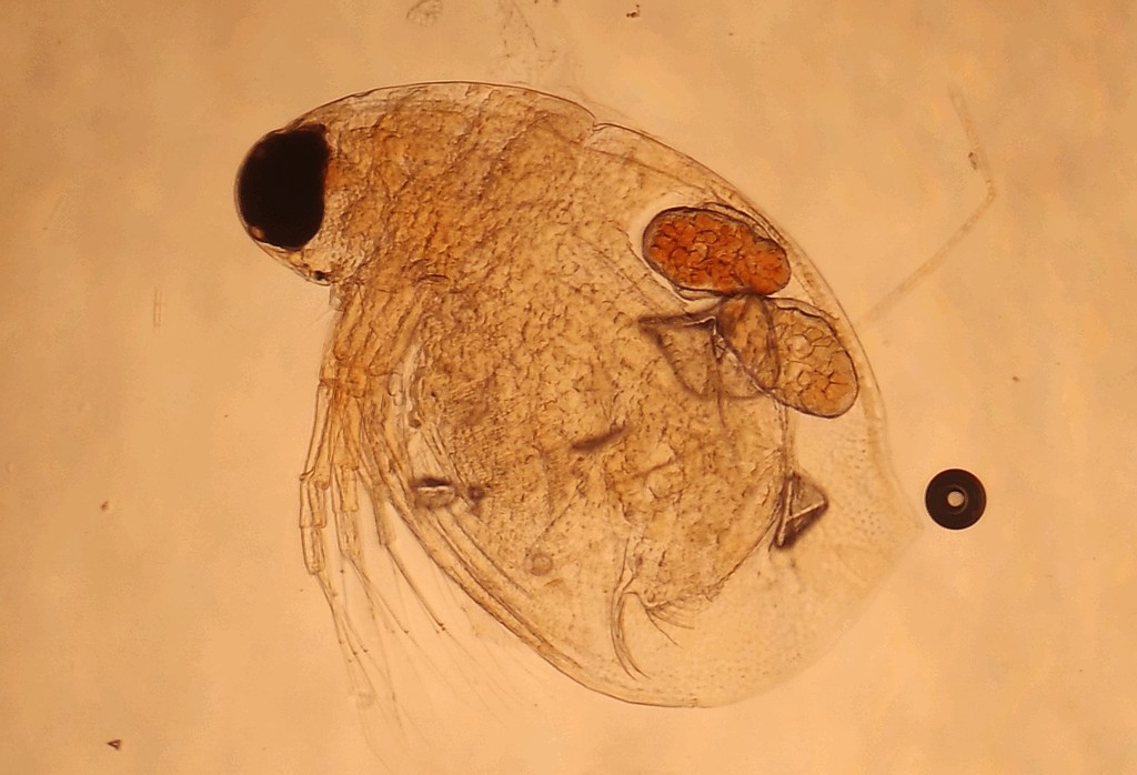 Ceriodaphnia_megops-2.jpg
