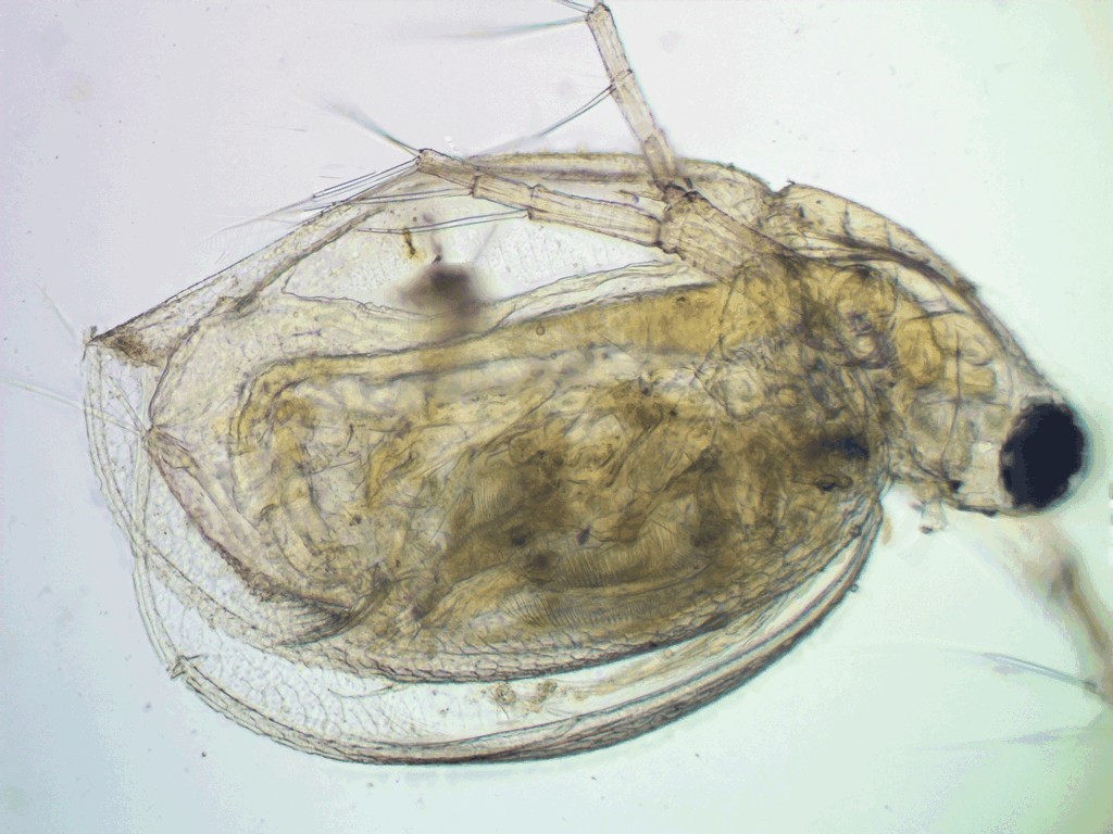 Ceriodaphnia_megops-3.jpg