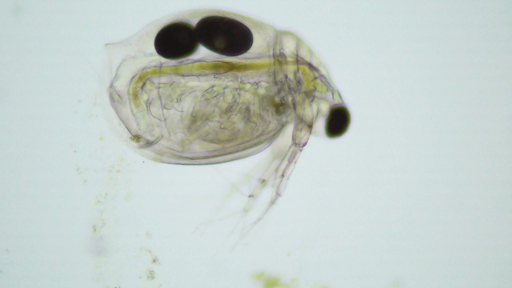 Ceriodaphnia_megops-5.jpg