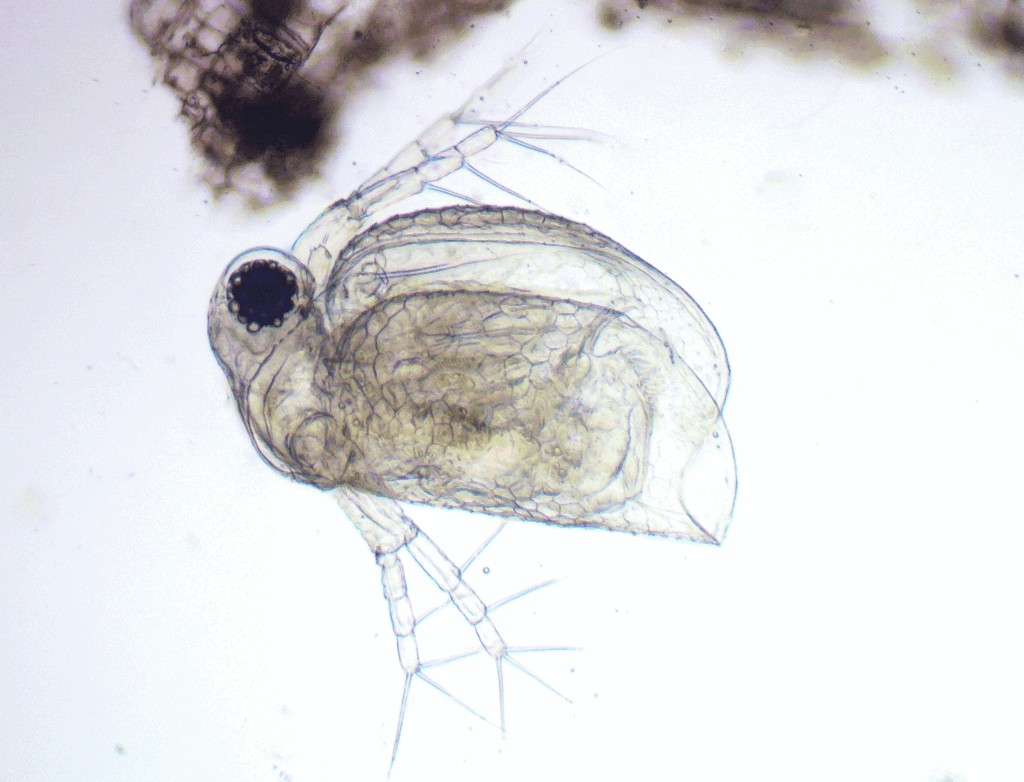 Ceriodaphnia_pulchella-12.jpg