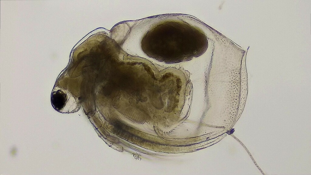 Ceriodaphnia_pulchella-13.jpeg