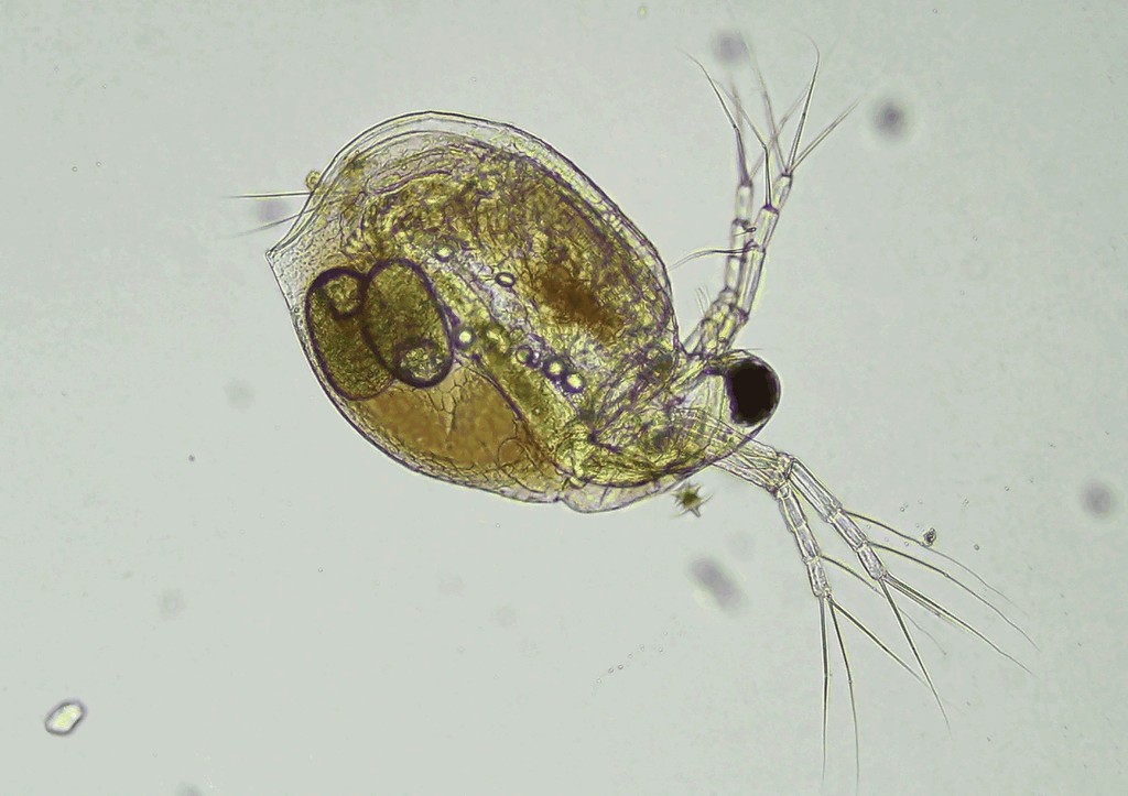 Ceriodaphnia_pulchella-14.jpg