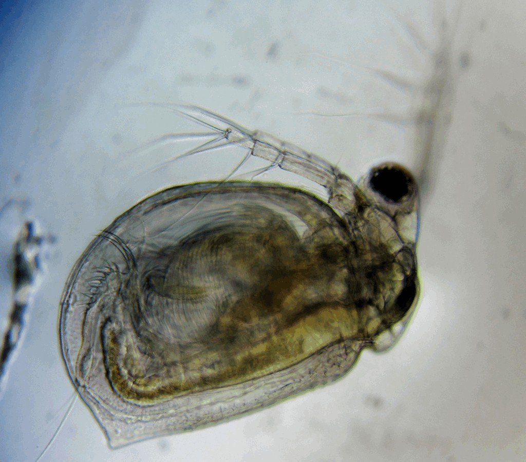 Ceriodaphnia_quadrangula-21.jpg