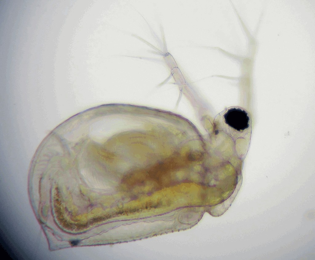 Ceriodaphnia_quadrangula-22.jpg