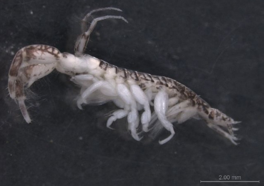 Chelicorophium__robustum-1.jpg