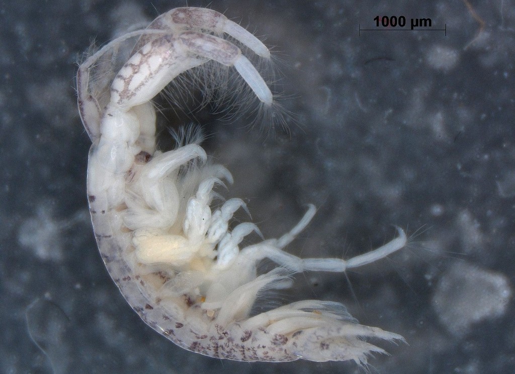 Chelicorophium__robustum-2.jpg
