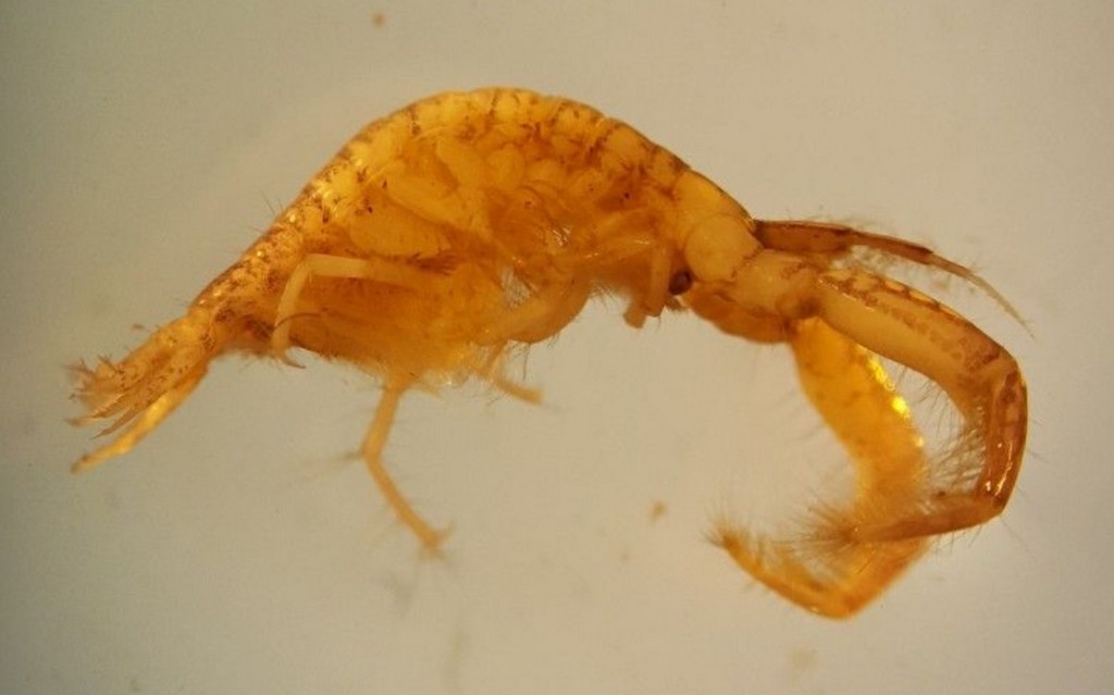 Chelicorophium__robustum-3.jpg