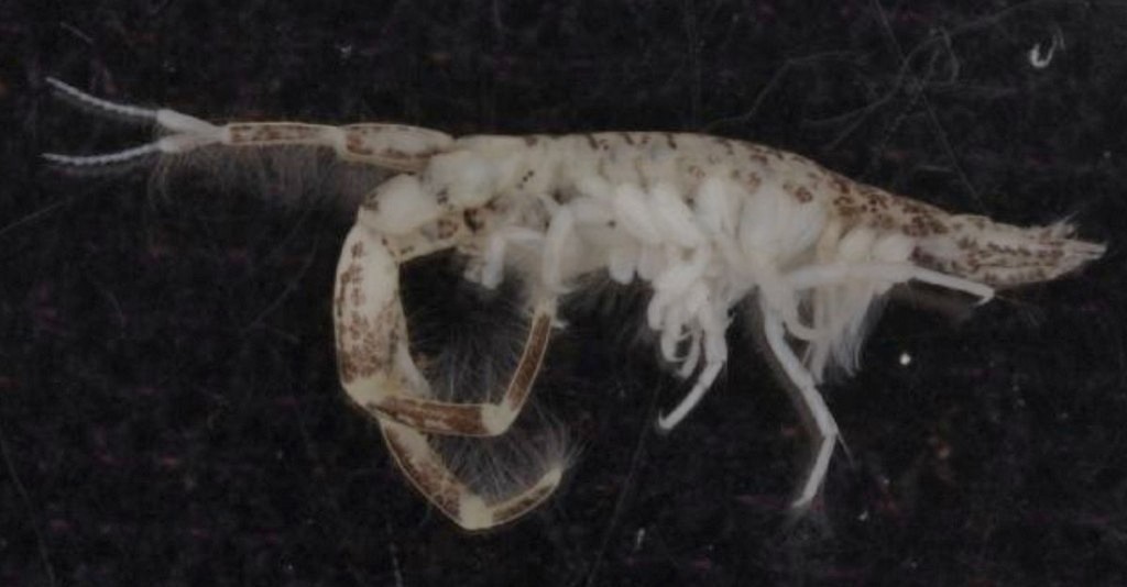 Chelicorophium_curvispinum-20.jpg