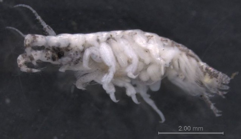 Chelicorophium_curvispinum-22.jpg