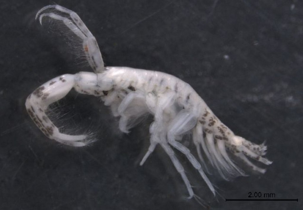 Chelicorophium_curvispinum-25.jpg