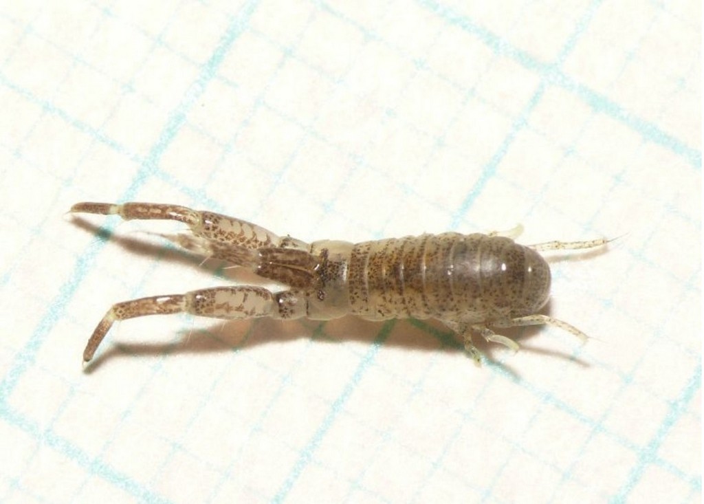 Chelicorophium_curvispinum-27.jpg