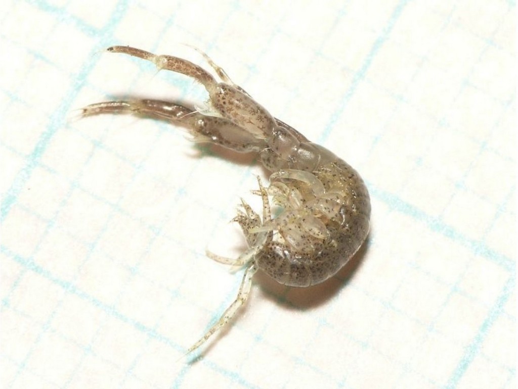 Chelicorophium_curvispinum-28.jpg