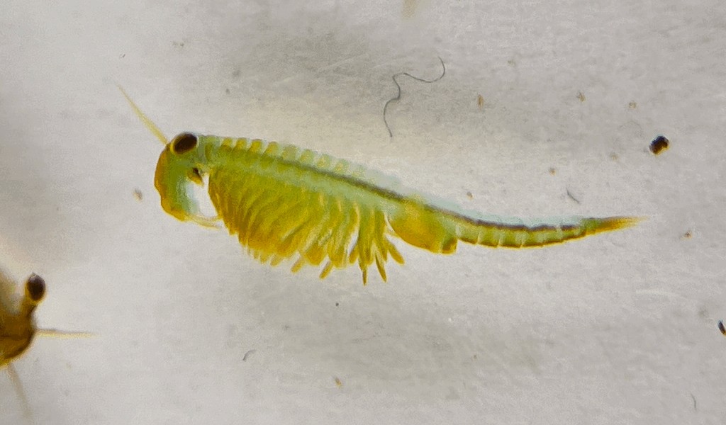 Chirocephalus_shadini-3b.jpg