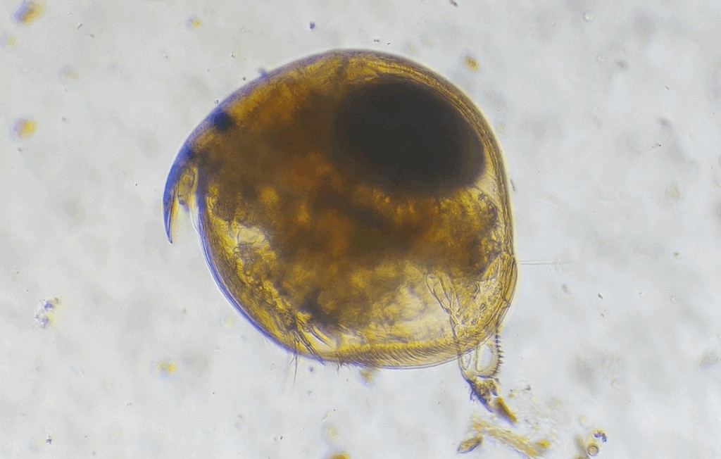 Chydorus_ovalis-1.jpg