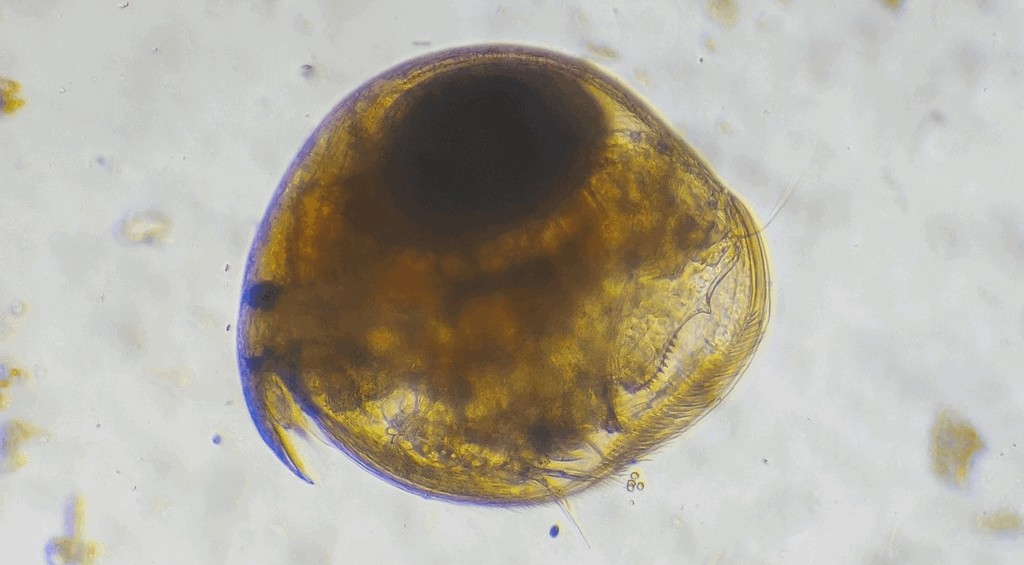 Chydorus_ovalis-2.jpg