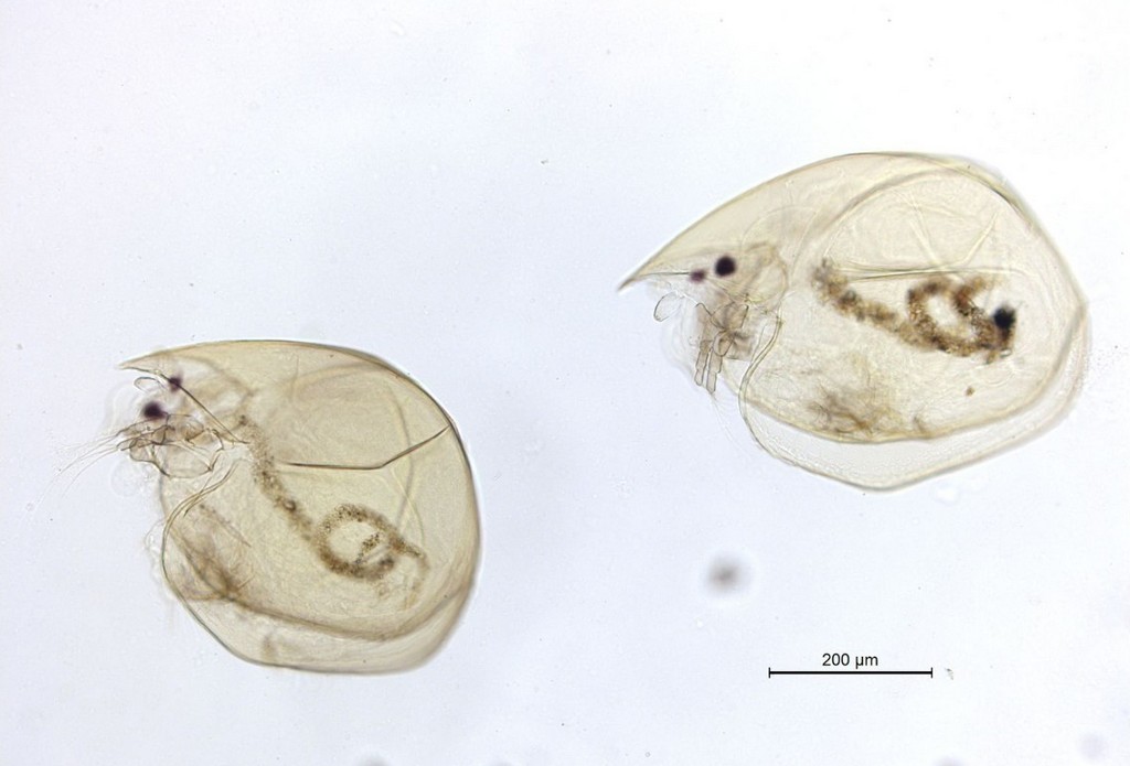Chydorus_sphaericus-21.jpg