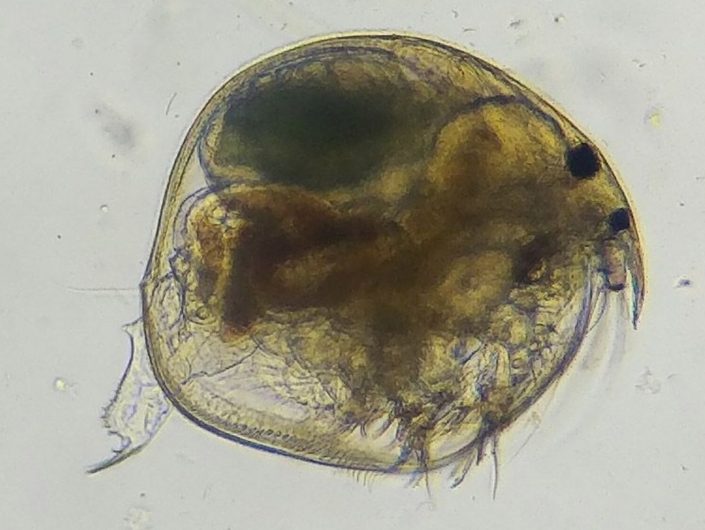 Chydorus_sphaericus-22.jpg