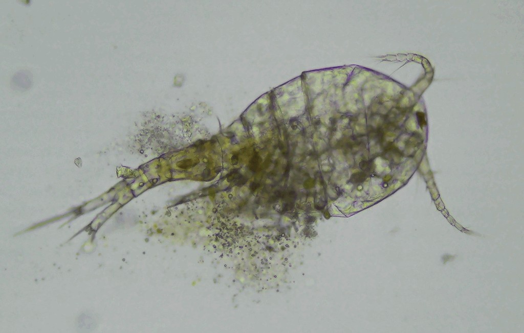 Cryptocyclops_bicolor-3.jpg