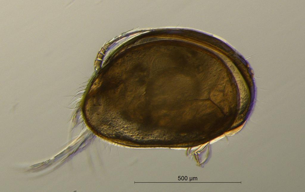 Cyclocypris_globosa-10.jpg
