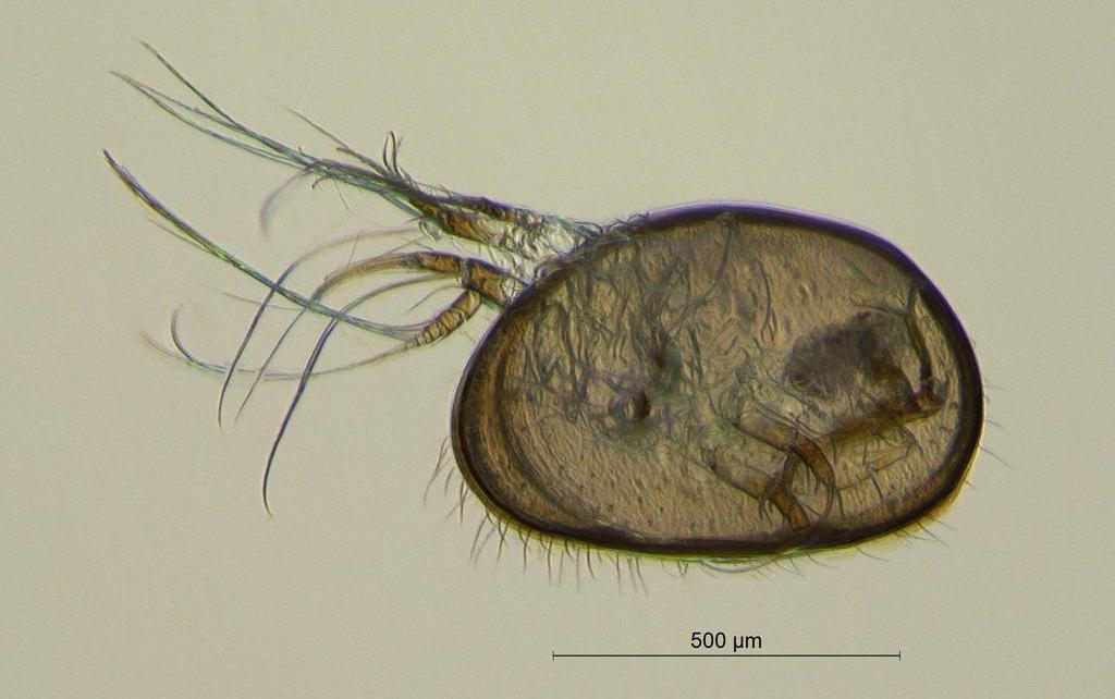 Cyclocypris_globosa-11.jpg