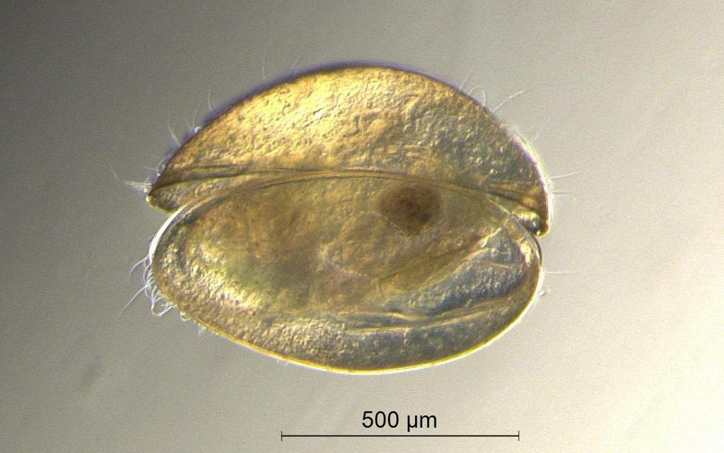 Cyclocypris_globosa-12.jpg