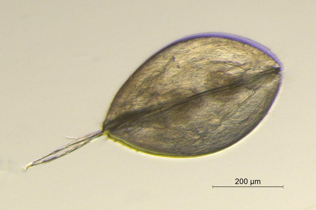 Cyclocypris_globosa-13.jpg