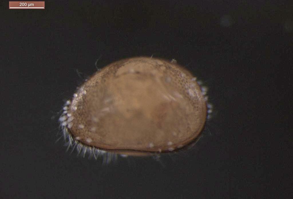 Cyclocypris_globosa-14.jpg