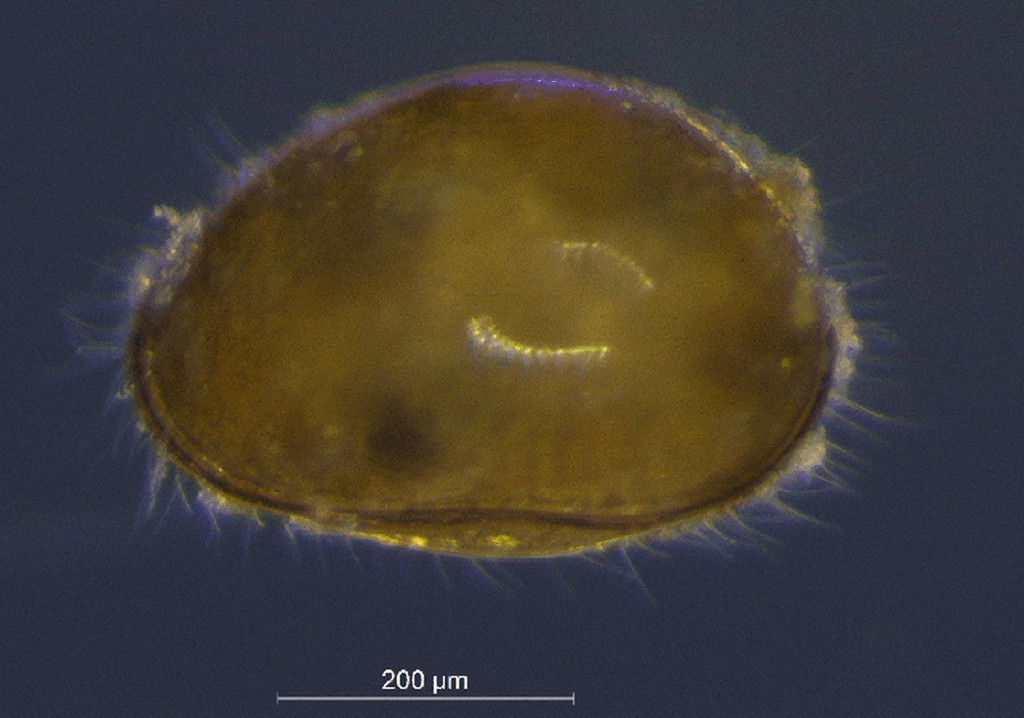 Cyclocypris_laevis-10.jpg