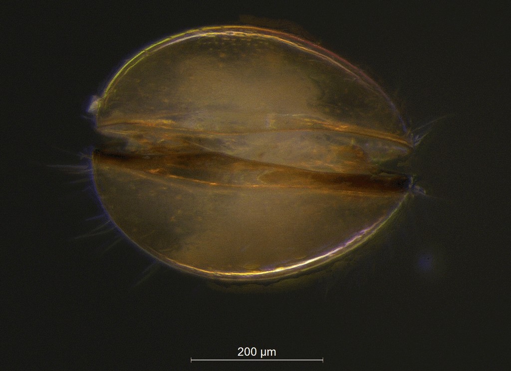 Cyclocypris_laevis-11.jpg