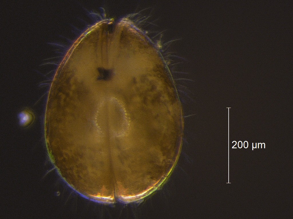 Cyclocypris_laevis-12.jpg