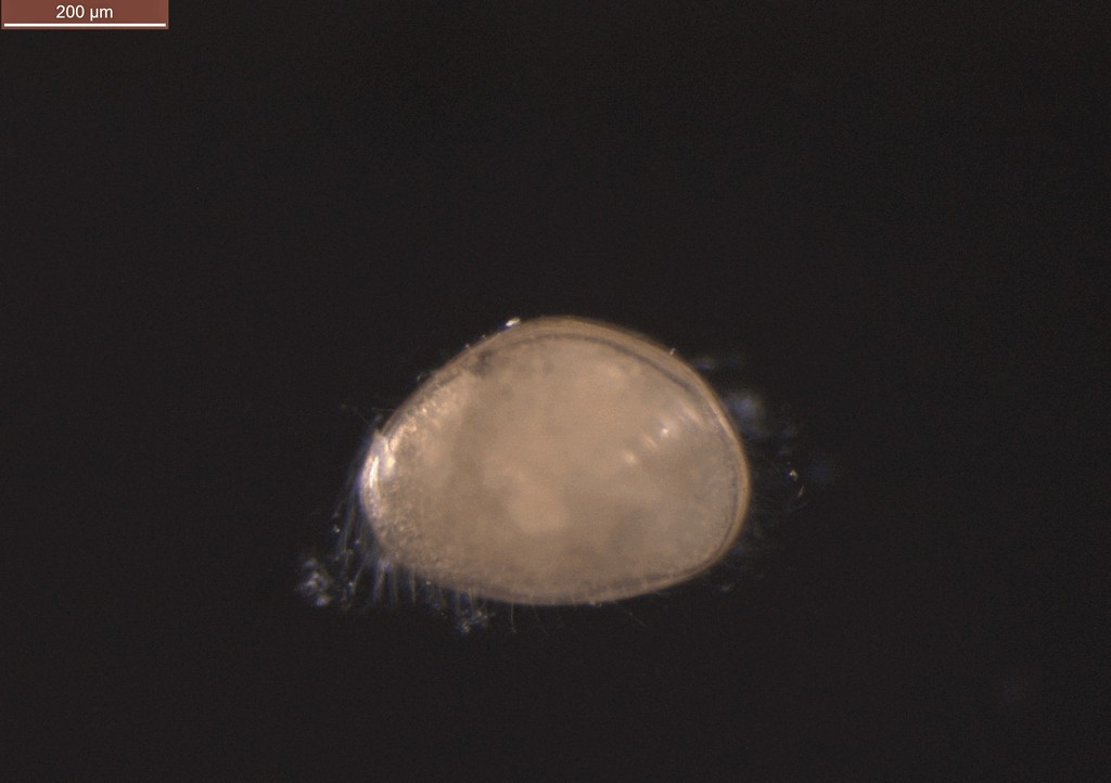 Cyclocypris_laevis-13.jpg