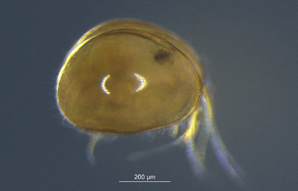 Cyclocypris_ovum-10.jpg