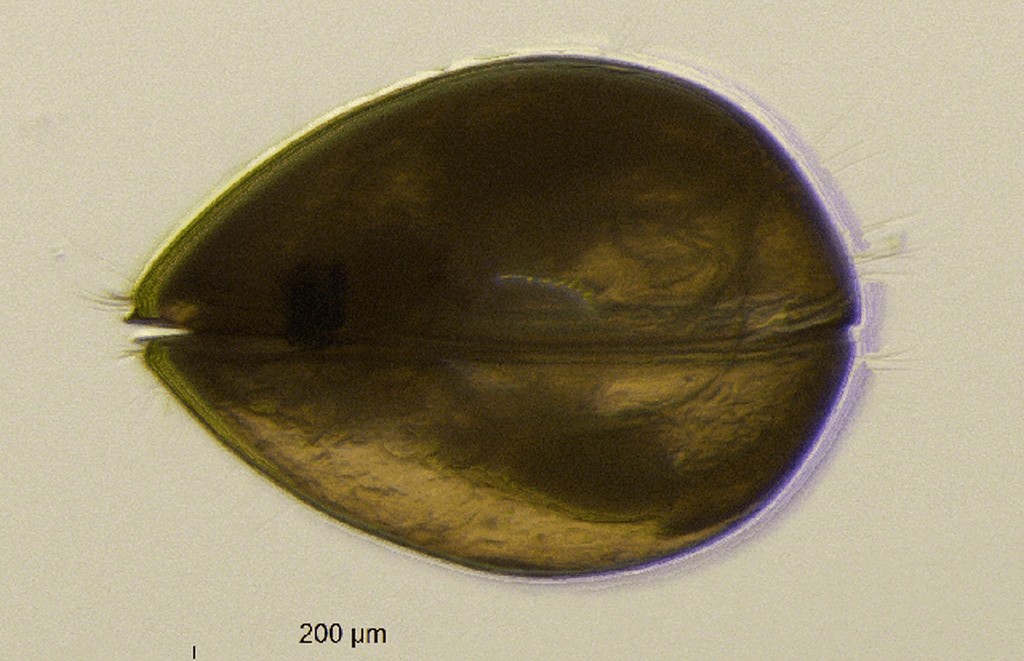 Cyclocypris_ovum-11.jpg