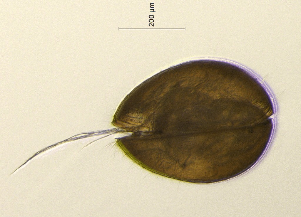 Cyclocypris_ovum-12.jpg