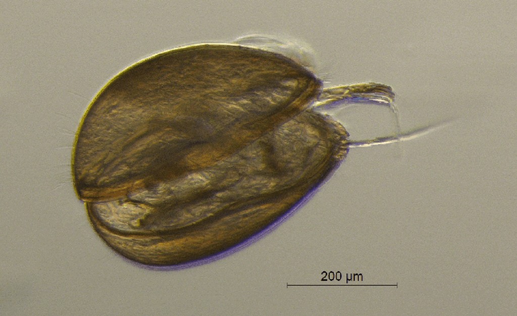 Cyclocypris_ovum-13.jpg