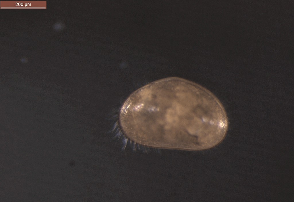 Cyclocypris_ovum-14.jpg