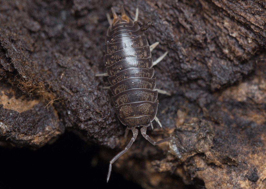 Cylisticus_convexus-1a.jpg
