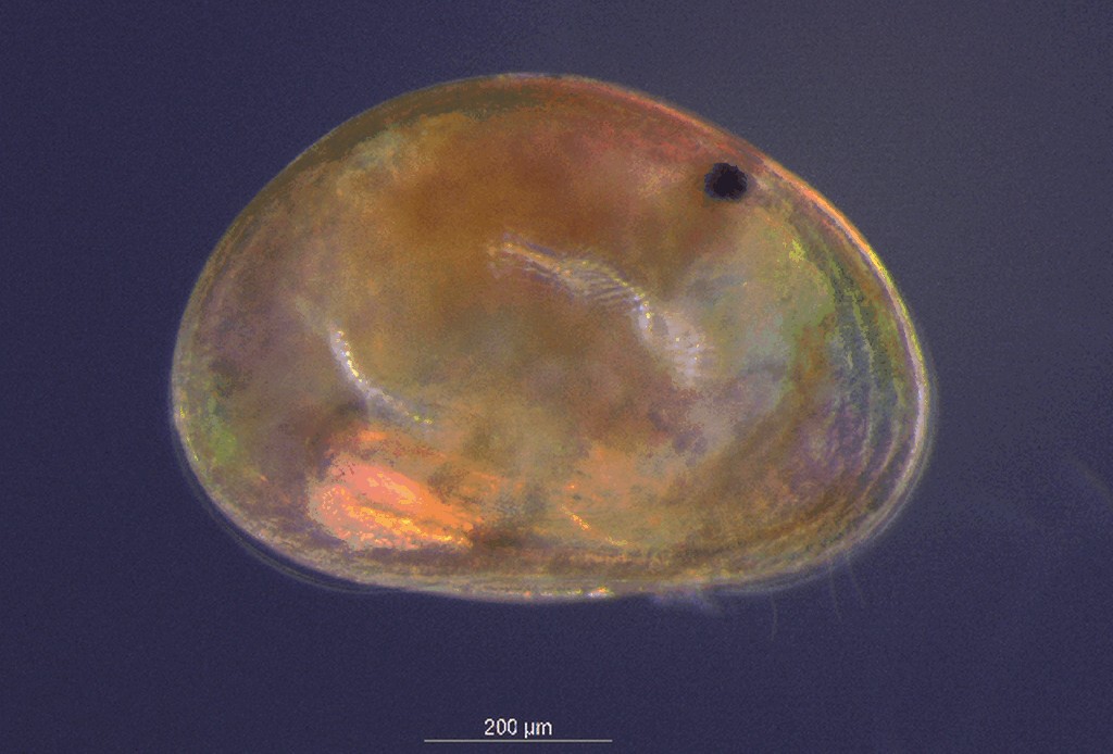 Cypria_exsculpta-1a.jpg
