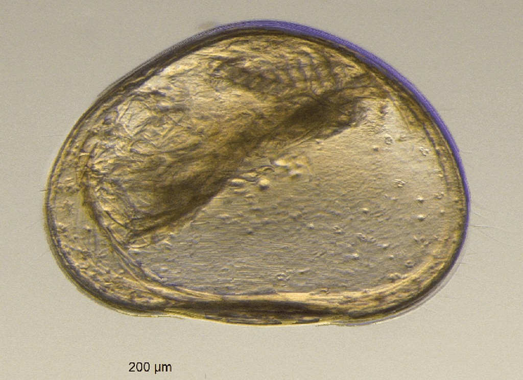 Cypria_exsculpta-3a.jpg