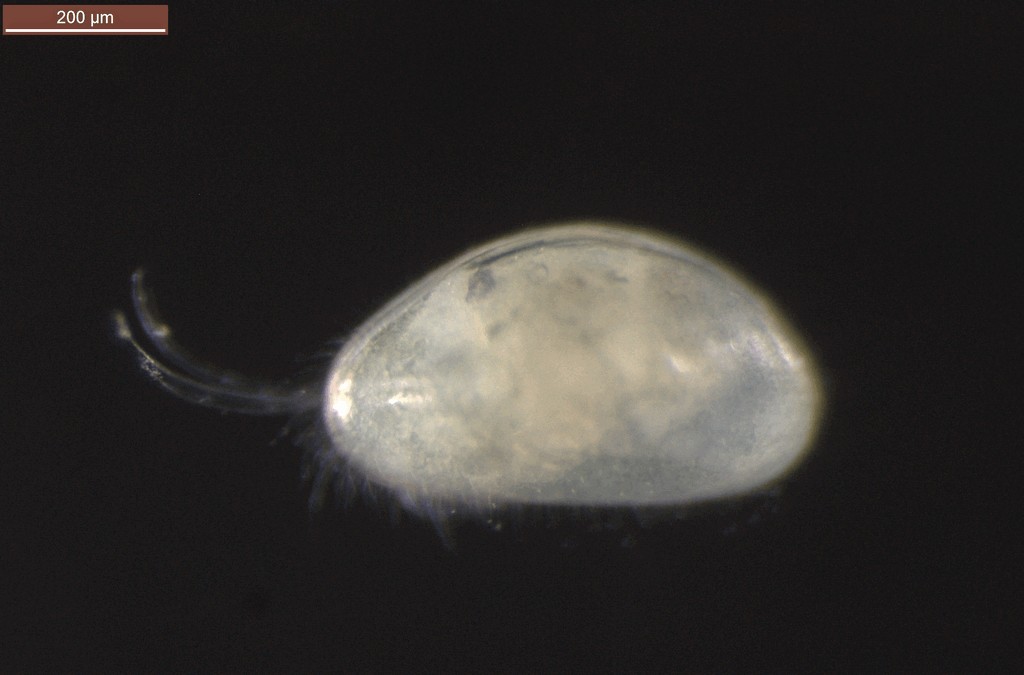 Cypridopsis_elongata-0.jpg