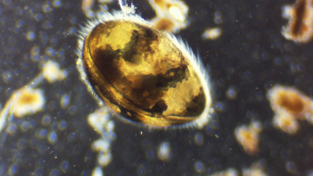 Cypridopsis_vidua-20.jpg